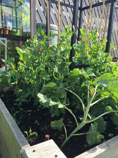 Peas Harrod Garden